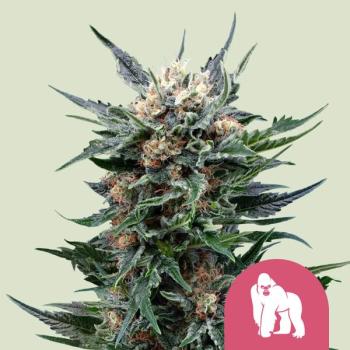 Samen 3x Royal Gorilla feminisiert Royalqueenseeds
